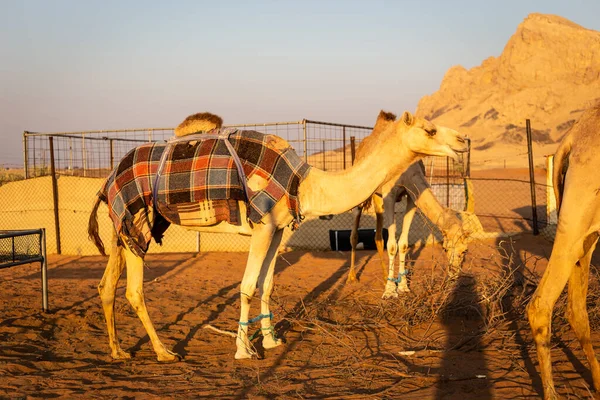 阿拉伯联合酋长国沙迦的Hajar岩石山上的骆驼 Camelus Dromedarius 骆驼被毛毯覆盖一夜 — 图库照片