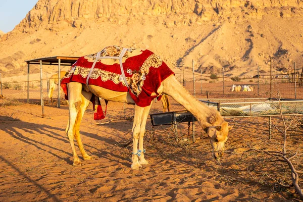 在阿拉伯联合酋长国沙迦的一个农场里 红毛绒骆驼 Camelus Dromedarius 被红毯覆盖着 吃着干枯的树叶 背景是多山的岩石 — 图库照片