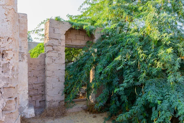 Ερειπωμένοι Τοίχοι Και Καμάρες Πλούσια Βλάστηση Από Δέντρα Ακακακίας Στο — Φωτογραφία Αρχείου