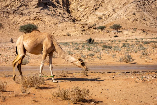这头长有腿的阿拉伯骆驼 Camelus Dromedarius 产于阿拉伯联合酋长国沙迦沙漠 背景是多岩的山脉 — 图库照片