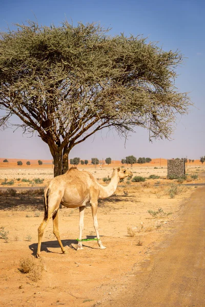 在阿拉伯联合酋长国 一种下垂的阿拉伯骆驼 Camelus Dromedarius 腿被绑住走路 后腿上有相思树 — 图库照片