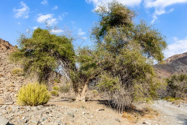 Paliurus Spina Christi Árvore Espinho Jerusalém Quebrado Meio Seco Rochoso — Fotografia de Stock