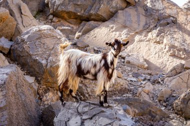Black and white hairy female goat (doe, nanny) standing on the rocks in Jebel Jais mountain range, Hajar Mountains, United Arab Emirates