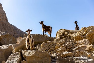 Three black and white hairy female goats (does, nannies) standing on the rocks in Jebel Jais mountain range with blue sky in the background, Hajar Mountains, United Arab Emirates
