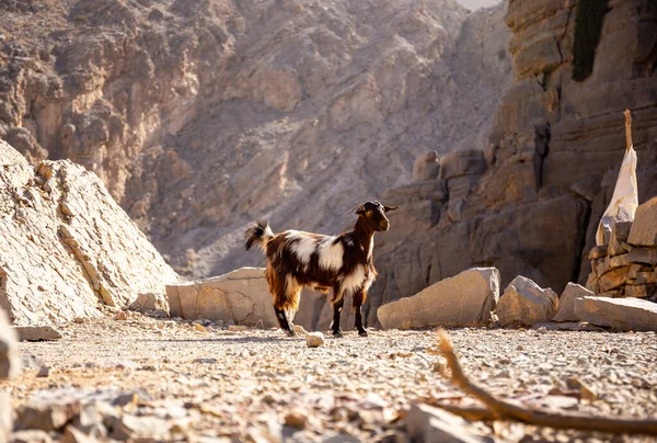 Black White Hairy Female Goat Doe Nanny Standing Rocks Jebel — 图库照片