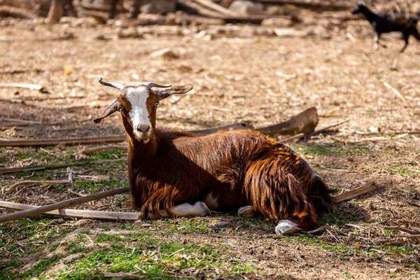 Brown Hairy Goat Capra Aegagrus Hircus Lying Grass Dry Palm — Stock fotografie