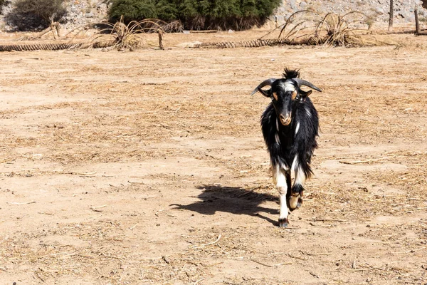 Black White Angry Goat Buck Horns Yellow Eyes Waking Camera — Stock fotografie