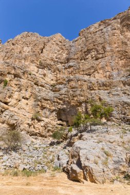 Jebel Jais 'deki Saklı Vaha' daki dikey kireçtaşı kayalıklarda büyüyen cüce asya ağaçları, Hajar Dağları, Birleşik Arap Emirlikleri..
