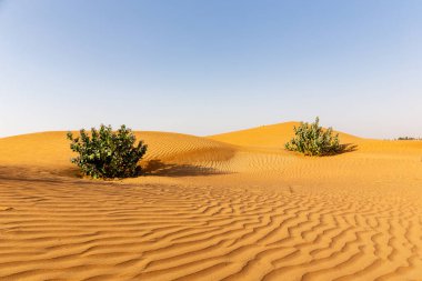 Dokunulmamış çöl manzarası dalgalı kum tepeleri ve iki Sodom Elması (Calotropis procera) çalıları, Birleşik Arap Emirlikleri.