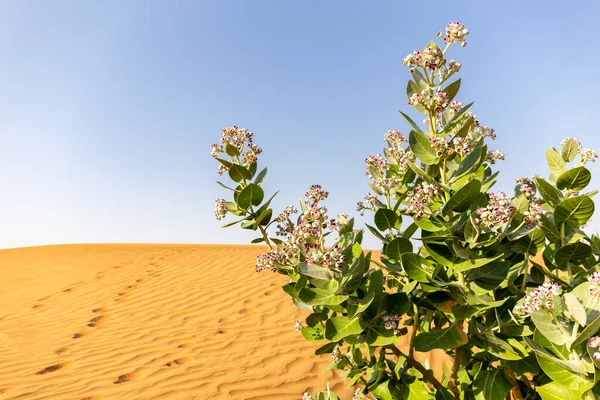 Alma Sodom Calotropis Procera Növény Lila Virágok Virágzó Sivatagi Homokdűnék — Stock Fotó