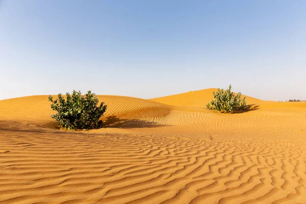 Paisagem Deserta Intocada Com Dunas Areia Onduladas Dois Arbustos Maçã — Fotografia de Stock