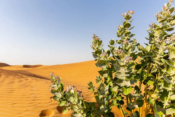 Alma Sodom Calotropis Procera Növény Lila Virágok Virágzó Sivatagi Homokdűnék — Stock Fotó