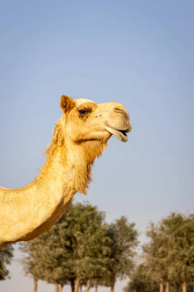 Dromedary Velbloudí Hlava Camelus Dromedarius Portrét Pohled Ghaf Stromy Pozadí — Stock fotografie