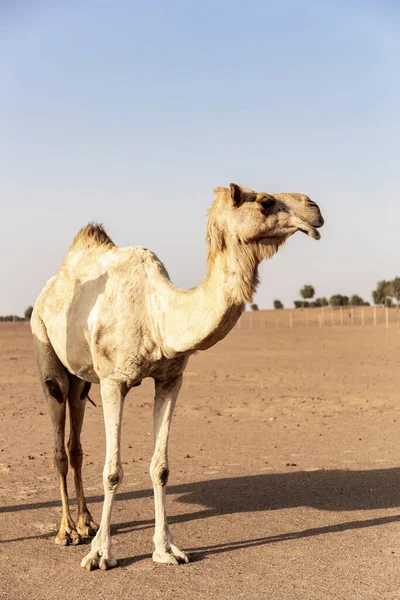 一只成年的独角骆驼 Camelus Dromedarius 站在沙漠农场的沙滩上 俯瞰风景 阿拉伯联合酋长国沙迦 — 图库照片