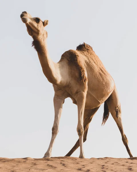 骄傲的棕色小骆驼 Camelus Dromedarius 站在沙漠沙丘的顶部 视角低 阿联酋 — 图库照片