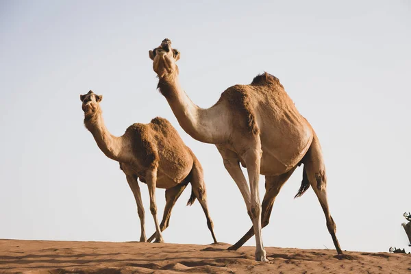 Dva Dromedární Velbloudi Camelus Dromedarius Stojí Stejným Způsobem Vrcholu Písečné — Stock fotografie