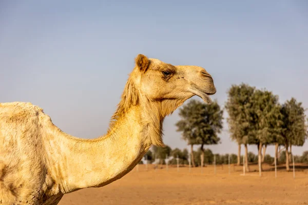 Dromedární Velbloudí Hlava Krk Camelus Dromedarius Profilu Ghaf Stromy Pouště — Stock fotografie