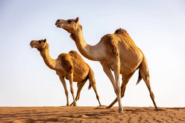 两只下垂的骆驼 站在沙漠沙丘的顶部 背景是天空 步调一致 — 图库照片