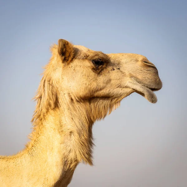 Hrdý Dromedár Velbloudí Hlava Camelus Dromedarius Profilu Detail Čtvereční Fotografie — Stock fotografie