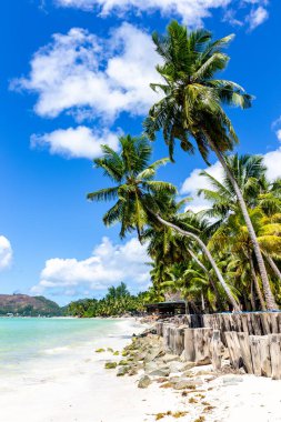 Praslin Adası 'ndaki Cote D' Or Sahili (Anse Volbert), verimli hindistan cevizi palmiyeleri, gök mavisi okyanusları ve ahşap kazıklar alçak çitlerle kaplı güzel tropikal kumlu plaj..