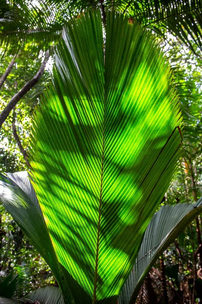 Lantannyen Fey Phoenicophorium Borsigianum Latanier Palm Palmový List Endemické Druhy — Stock fotografie