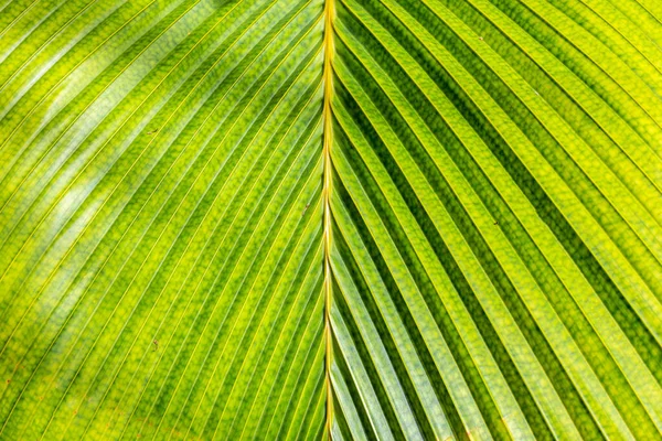 Lantannyen Fey Phoenicophorium Borsigianum Latanier Palm Palmový List Zblízka Symetrický — Stock fotografie