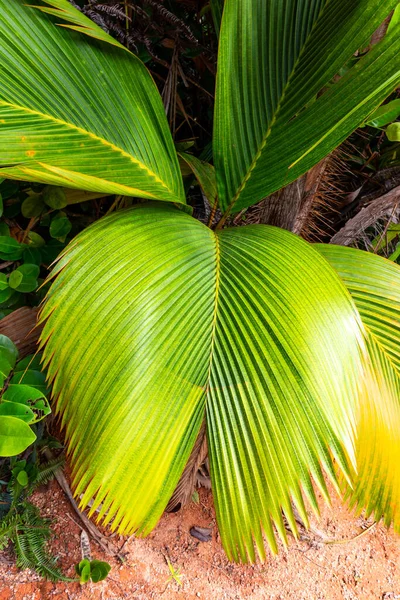 Liście Palmy Lantannyen Fenicophorium Borsigianum Latanier Palm Endemiczne Gatunki Seszeli — Zdjęcie stockowe