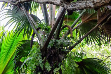 Büyük palmiye yaprakları ile Coco de mer (Lodoicea maldivica) erkek infloresans meyve kümeleri, Praslin Adası, Vallee de Mai Ulusal Rezervi, Praslin Adası, Seyşelles.