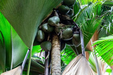 Coco de mer (Lodoicea maldivica) içinde dünyanın en büyük fındıkları bulunan dişi meyve kümeleri, Praslin Adası, Vallee de Mai Ulusal Rezervi, Praslin Adası, Seyşeller 'e özgü türler..