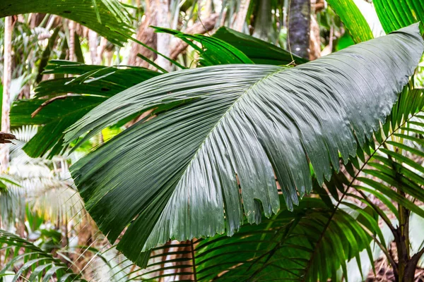 Latannyen Lat Verschaffeltia Splendida Stilt Palm List Endemické Druhy Seychel — Stock fotografie