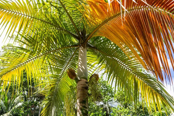 Palmiste Palm Deckenia Nobilis Známý Jako Milionářský Salátový Dlaň Pichlavými — Stock fotografie