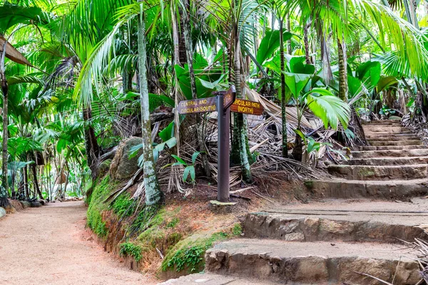 Vallee de Mai Doğa Koruma Alanı, eski yağmur ormanlarında palmiye ağaçları ve yemyeşil tropikal bitkilerle dolu taş basamaklar, Praslin Adası, Seyşeller