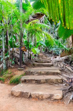 Vallee de Mai Doğa Koruma Alanı, eski yağmur ormanlarında palmiye ağaçları ve yemyeşil tropikal bitkilerle dolu taş basamaklar, Praslin Adası, Seyşeller