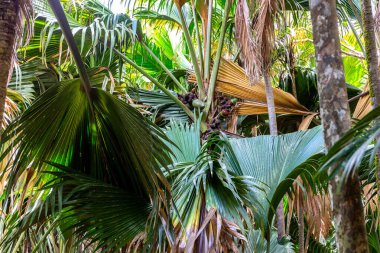 Coco de mer (Lodoicea maldivica) etrafında büyük palmiye yaprakları olan dişi meyve kümeleri, Praslin Adası, Vallee de Mai Ulusal Rezervi, Praslin Adası, Seyşeller 'e özgü türler.