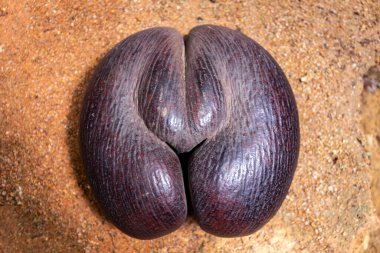 Coco de Mer nut (Lodoicea maldivica), the largest nut in the world, endemic to Praslin and Curieuse  Islands, Seychelles in Vallee de Mai Nature Reserve. clipart