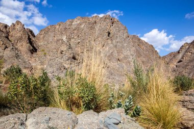 Wadi Shawka 'nın kurak nehir yatağı, yeşil bitki örtüsü, ot ve palmiye ağaçları, Hajar Dağları, Birleşik Arap Emirlikleri.