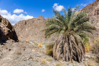 Wadi Shawka, büyük hurma ağaçları (Phoenix dactylifera), Birleşik Arap Emirlikleri ile vaha ile kurak nehir yatağı.