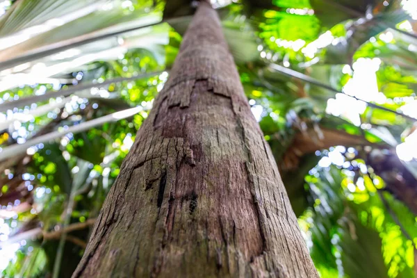 Tallest Coco Mer Tree Trunk Lodoicea Maldivica Low Angle View — Fotografia de Stock
