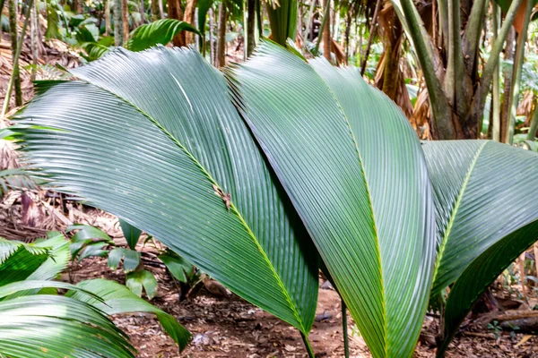 Lantannyen Fey Phoenicophorium Borsigianum Latanier Palm Пальмовые Листья Эндемичные Виды — стоковое фото