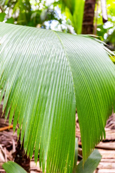 Lantannyen Fey Phoenicophorium Borsigianum Latanier Palm Folhas Palmeira Espécies Endémicas — Fotografia de Stock