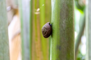 Coco de mer snail (Stylodonta studeriana) climbing Coco de mer (Lodoicea maldivica) palm steam in Vallee de Mai Nature Reserve, Praslin, Seychelles.