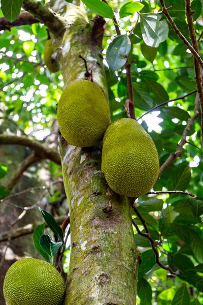 Frutos Jaca Artocarpus Heterophyllus Que Crecen Árbol Isla Mahe Seychelles — Foto de Stock