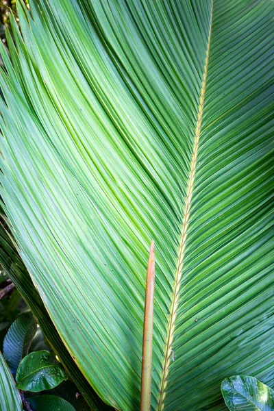 Fey Lantannyen Phoenicophorium Borsigianum Palma Latanier Foglia Palma Specie Endemiche — Foto Stock