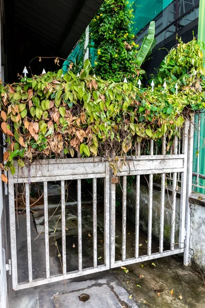 White rusty metal entry gate overgrown with dry ivy (Hedera) and creeper, hidden entry, Victoria town, Seychelles.