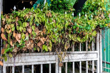 Beyaz paslı metal giriş kapısı kuru sarmaşık (Hedera) ve sürüngen, gizli giriş, Victoria kasabası, Seyşeller.