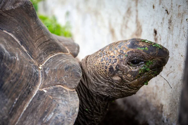 Reuzenschildpad Van Aldabra Aldabrachelys Gigantea Endemisch Seychellen Van Dichtbij Bekeken — Stockfoto