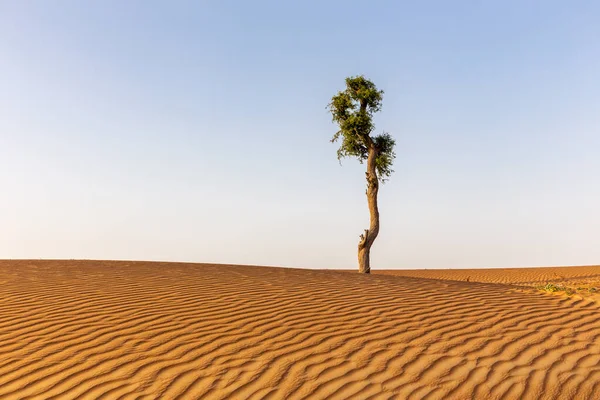 Barren Akác Fatörzs Egyedül Között Arany Sivatagi Homokdűnék Egyesült Arab — Stock Fotó