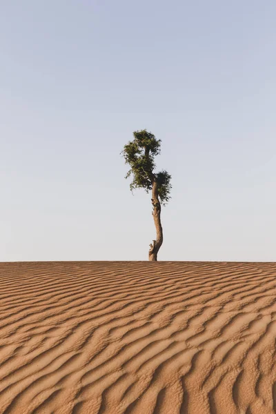 Barren Akác Fatörzs Egyedül Között Arany Sivatagi Homokdűnék Egyesült Arab — Stock Fotó