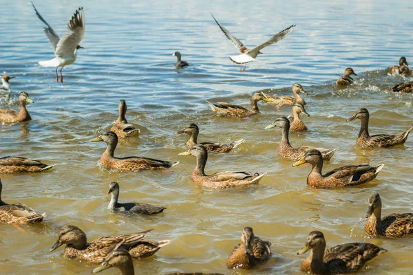 Ducks swim in the lake. A flock of ducks in the water. A crowd of ducks floating on the water.