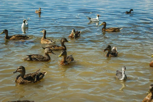 Ducks swim in the lake. A flock of ducks in the water. A crowd of ducks floating on the water.